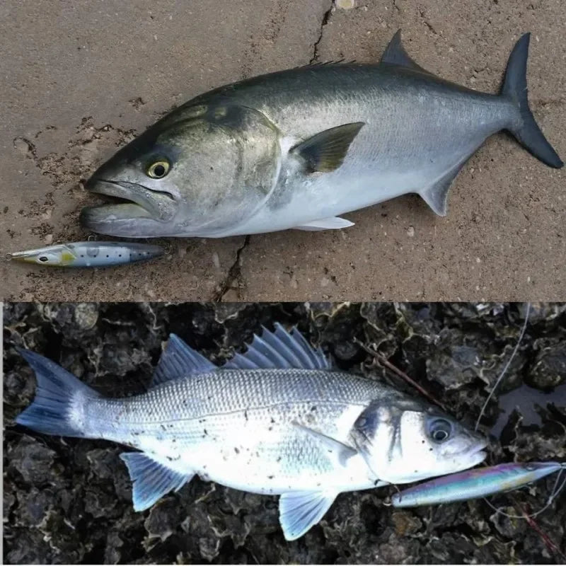 Fishing Lure Floating Pencil Bait - Topwater Stickbait for Seabass and Bonitos